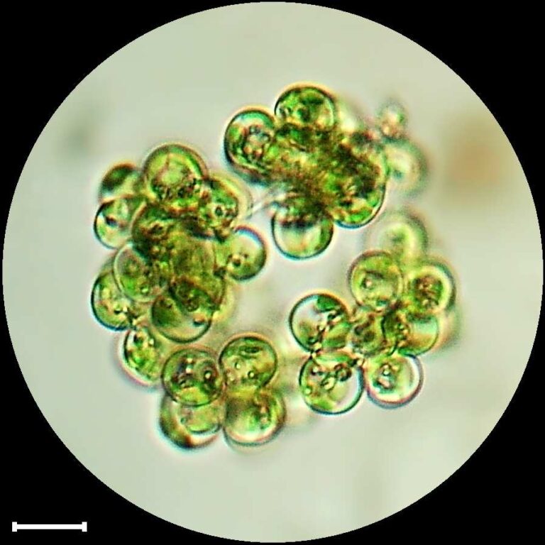 Westella botryoides