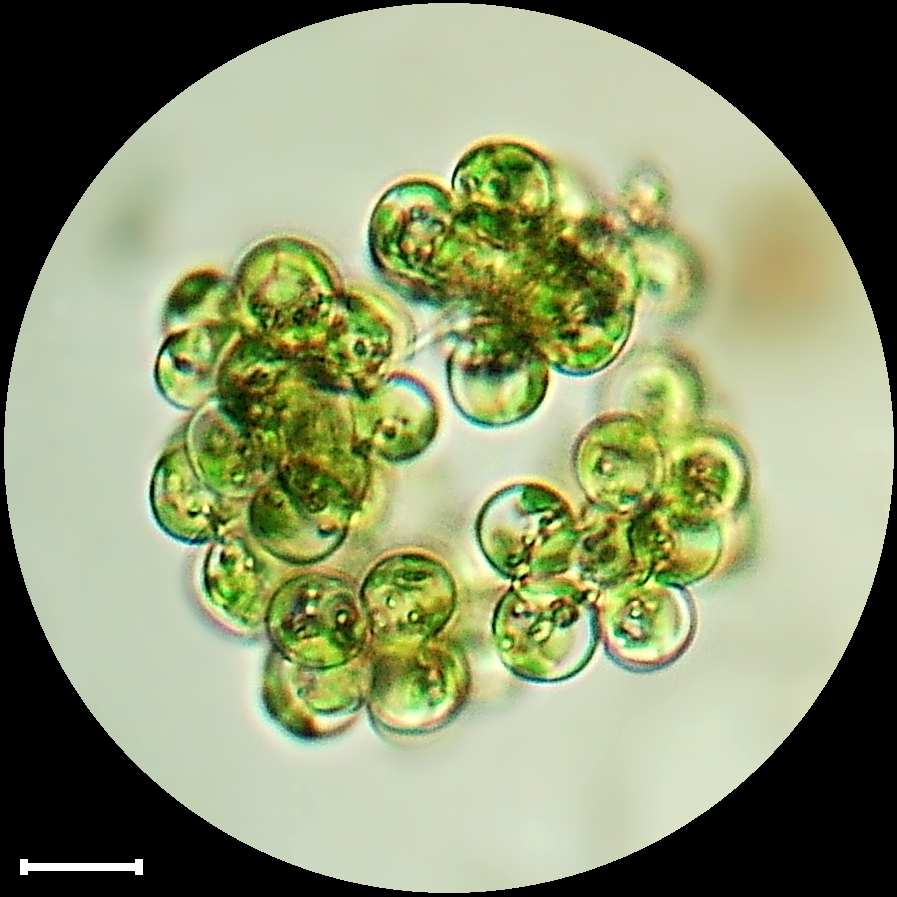 Westella botryoides