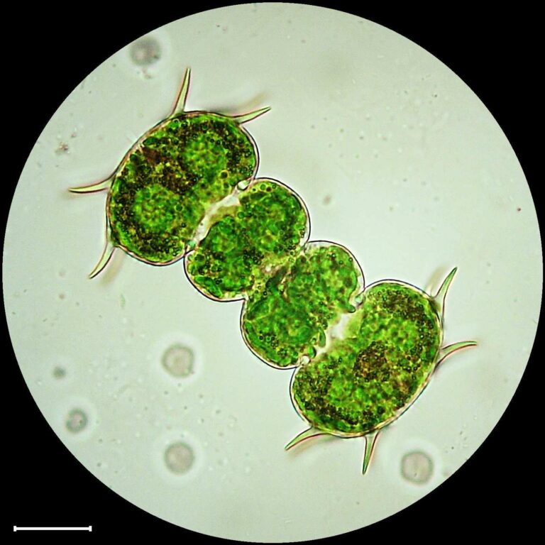 Xanthidium antilopaeum