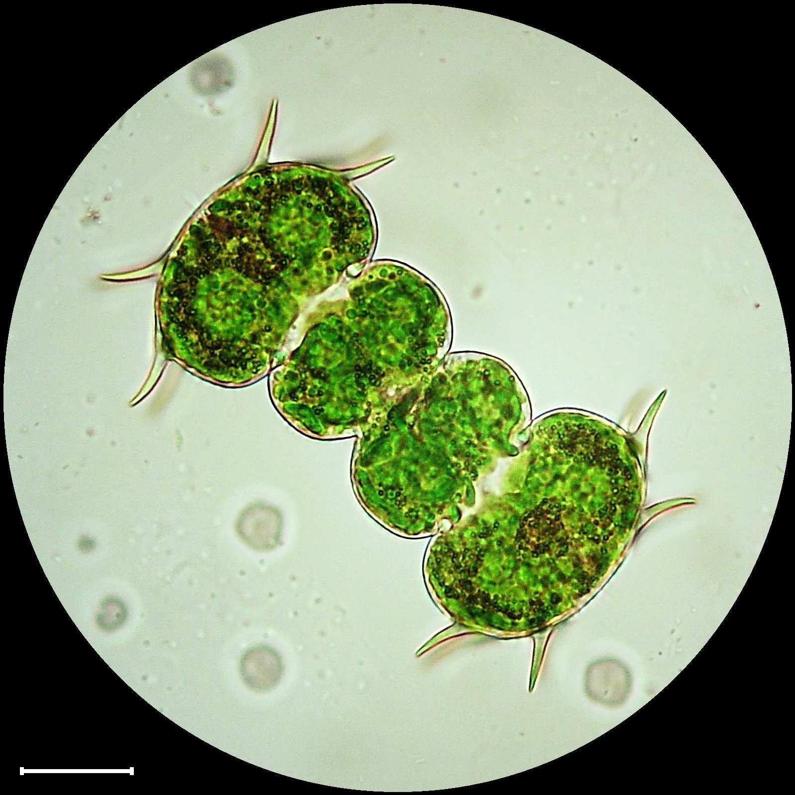 Xanthidium antilopaeum