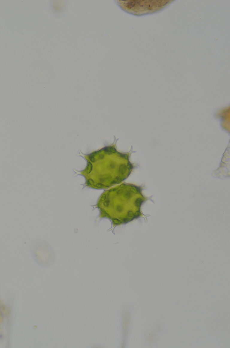 Xanthidium armatum