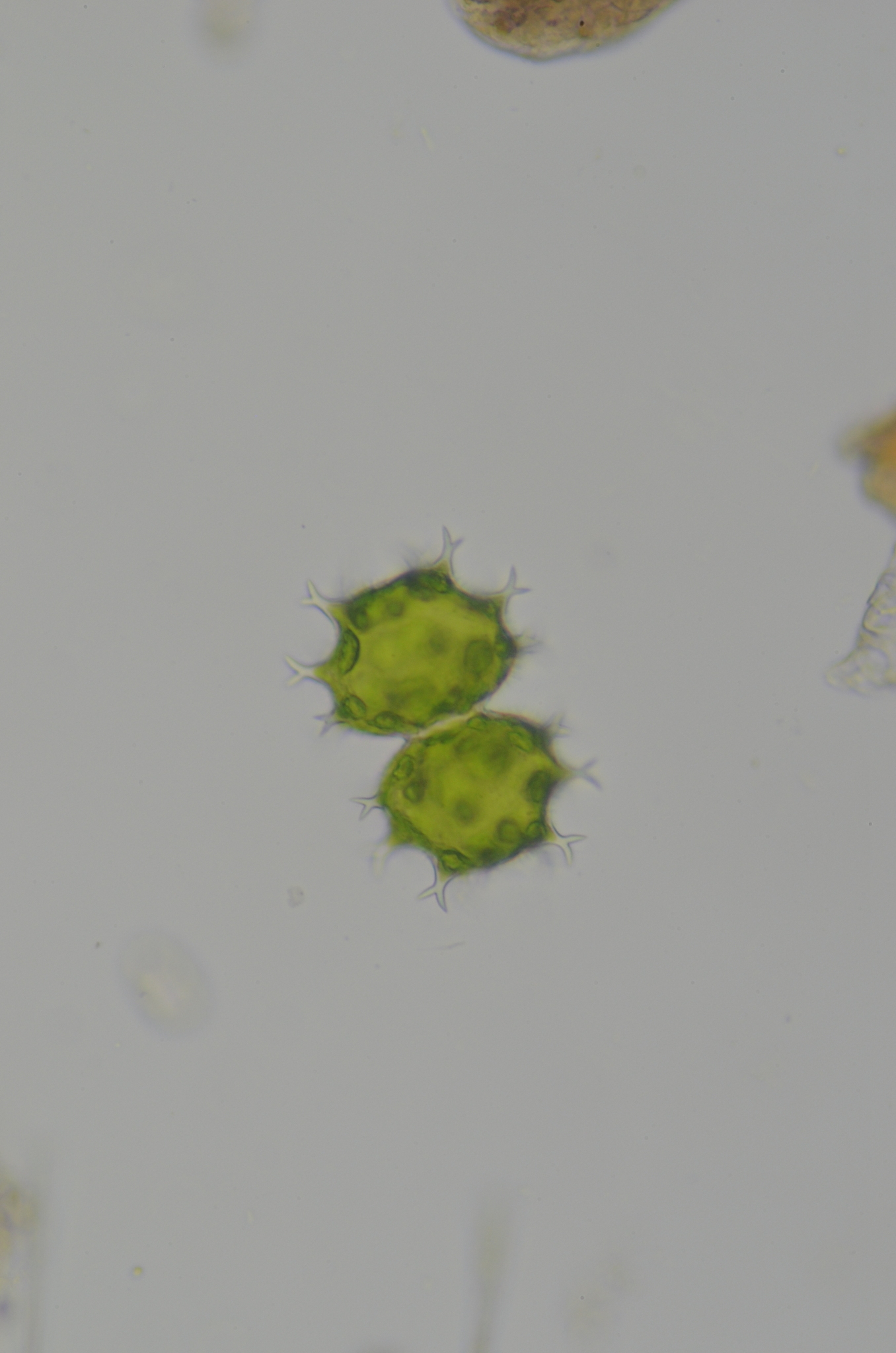 Xanthidium armatum