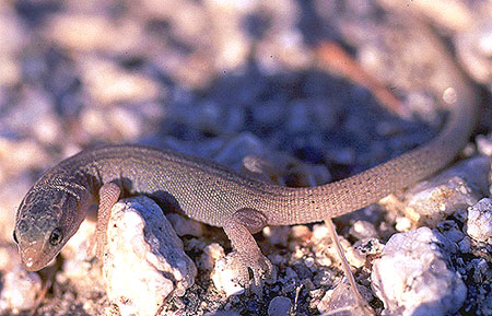 xantusie pouštní (Xantusia vigilis)