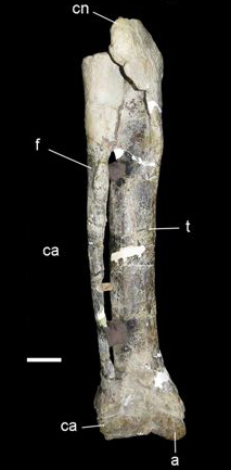 Xenotarsosaurus Xenotarsosaurus