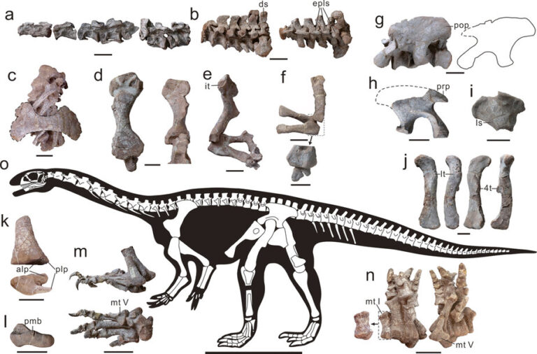 Xingxiulong Kosterní materiál rodu Xingxiulong