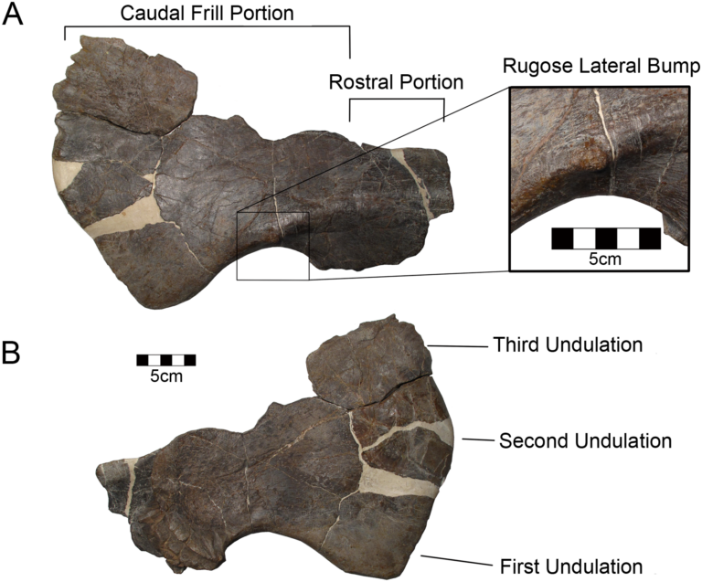 Yehuecauhceratops