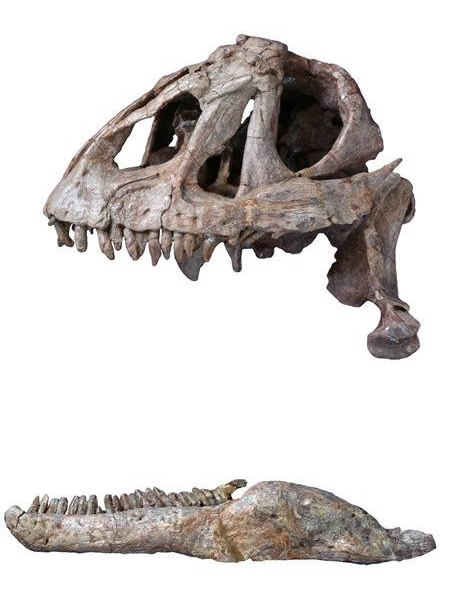 Yizhousaurus