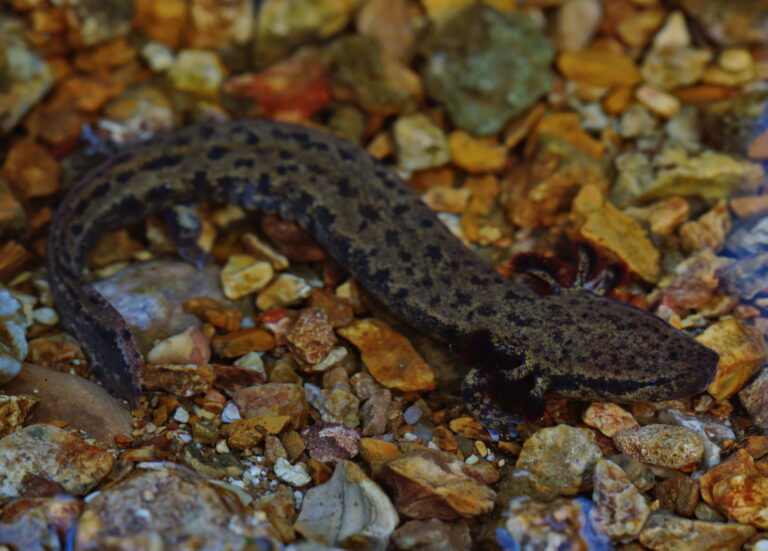 žábronoš skvrnitý (Necturus maculosus)
