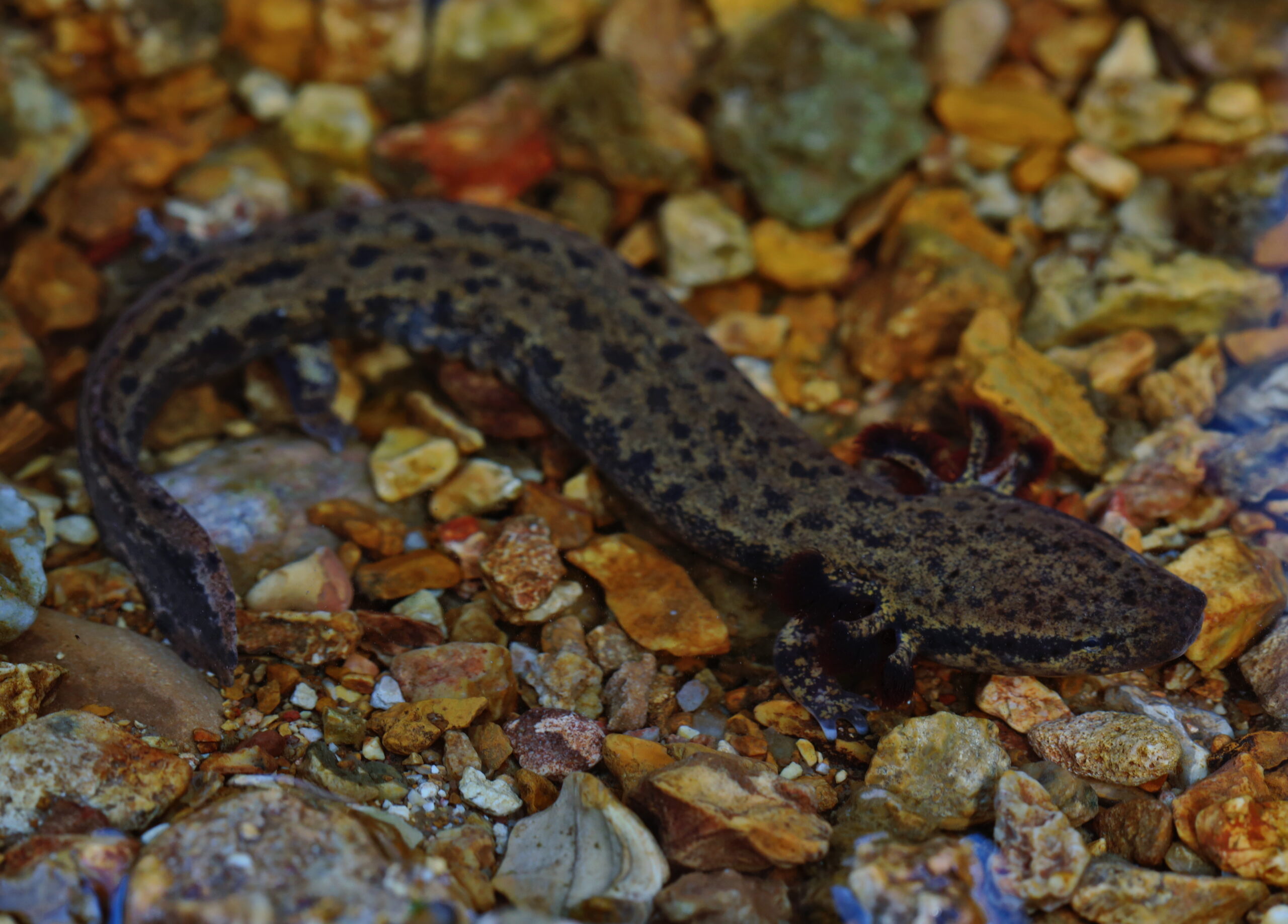 žábronoš skvrnitý (Necturus maculosus)