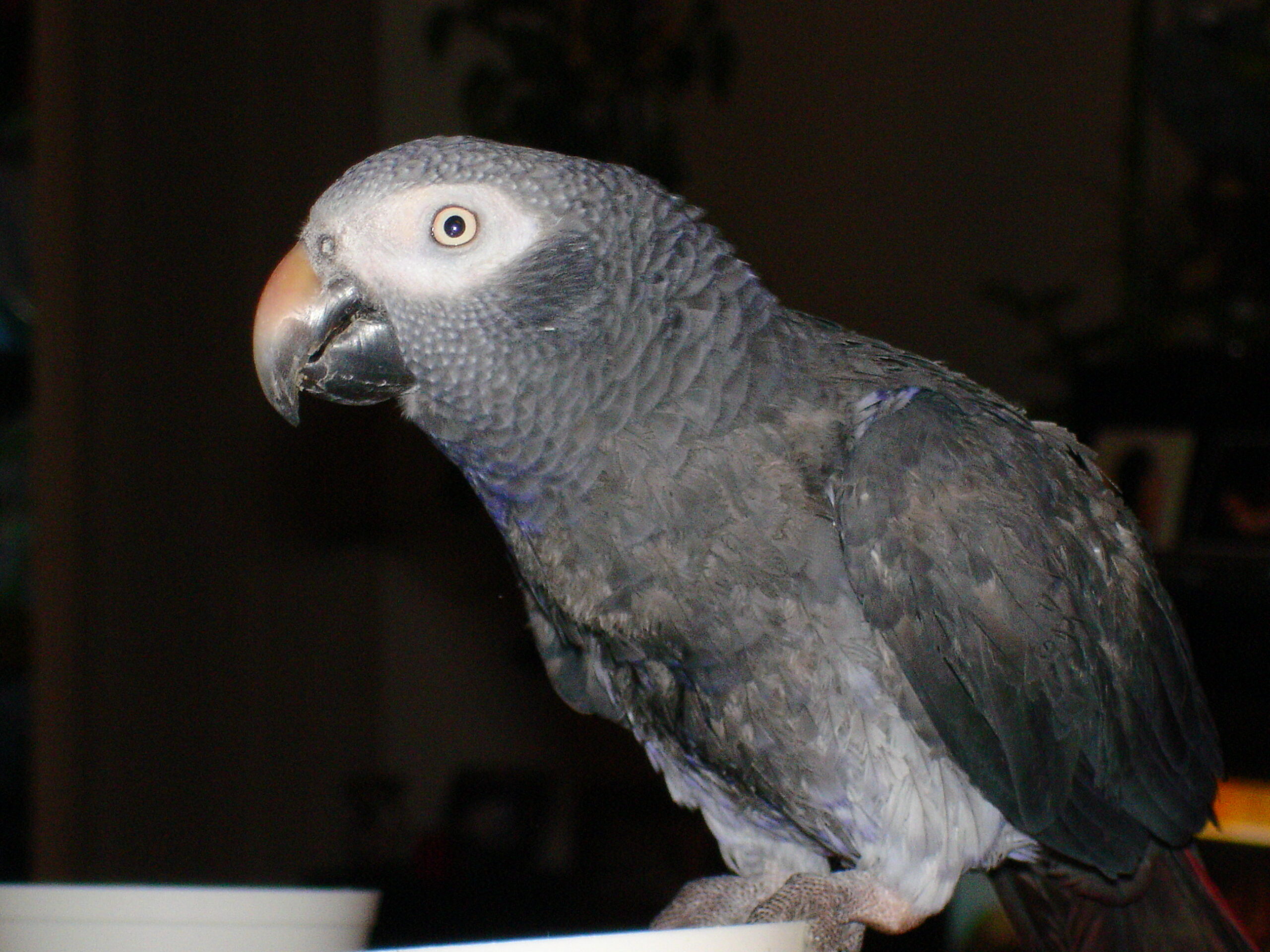 žako liberijský (Psittacus timneh)