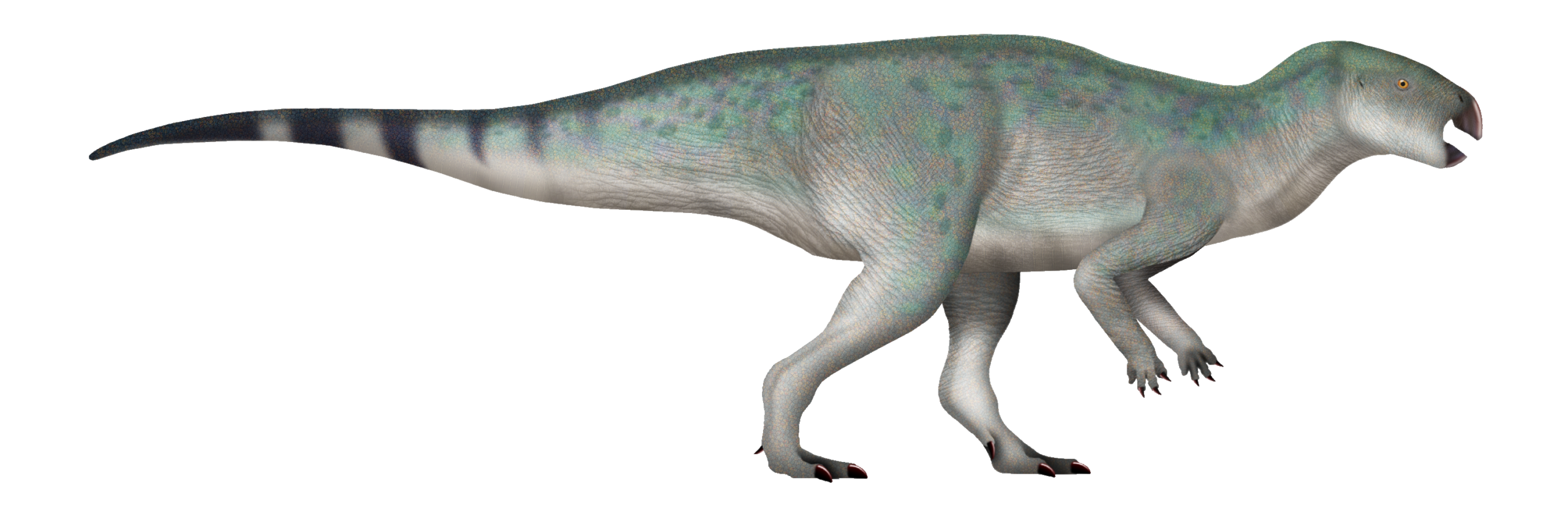 Zalmoxes