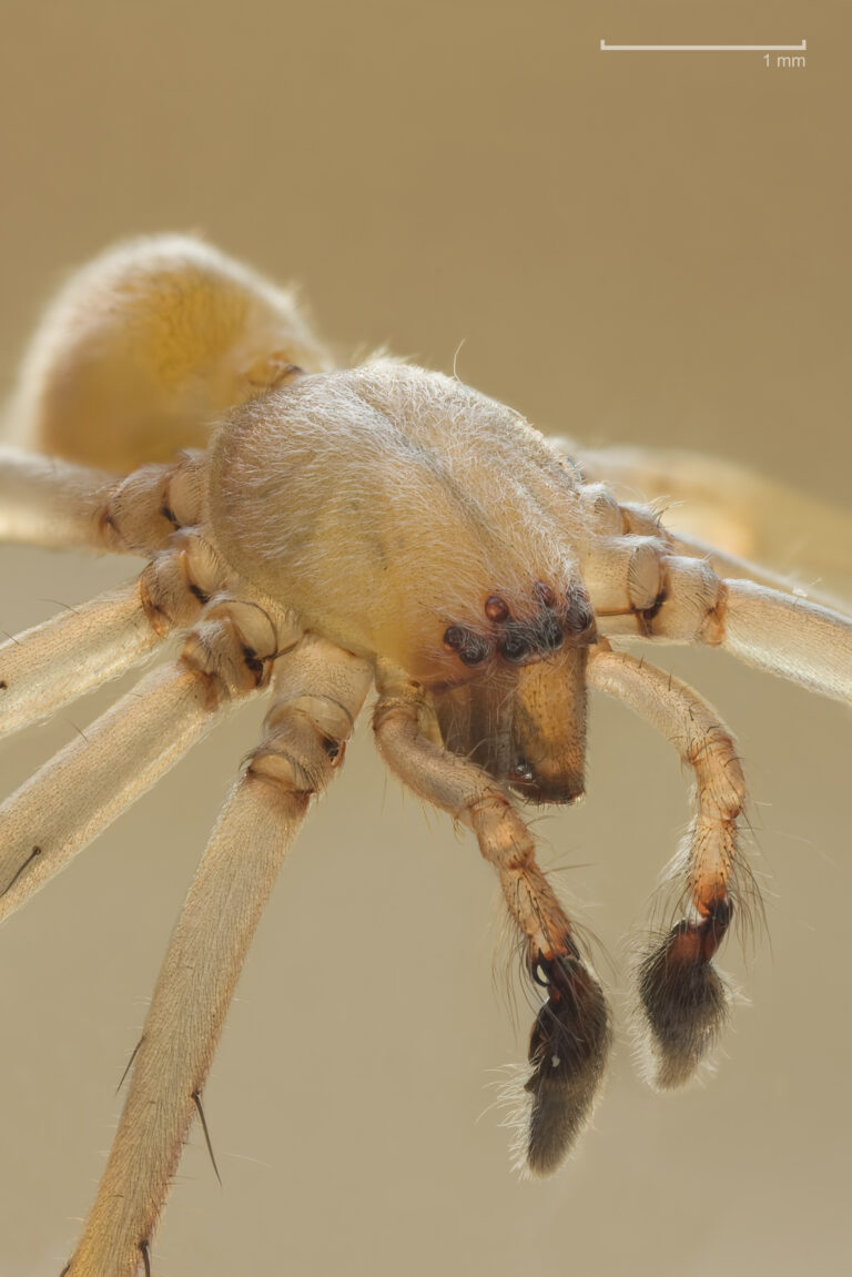 zápřednice Mildeova (Cheiracanthium mildei)