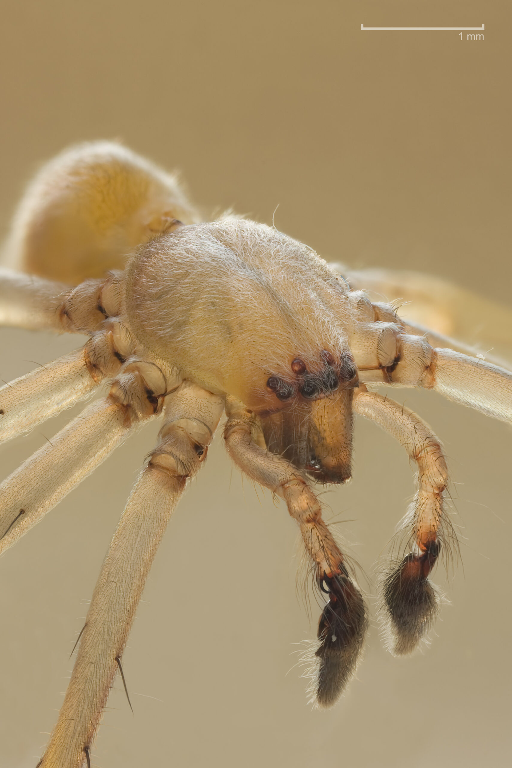 zápřednice Mildeova (Cheiracanthium mildei)