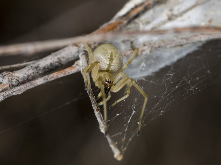 zápřednice zelenavá zápřednice zelenavá (Cheiracanthium virescens)