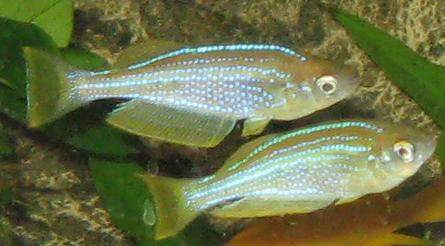 zářnoočko tanganické (Lamprichthys tanganicanus)