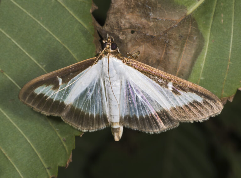 zavíječ zimostrázový (Cydalima perspectalis)