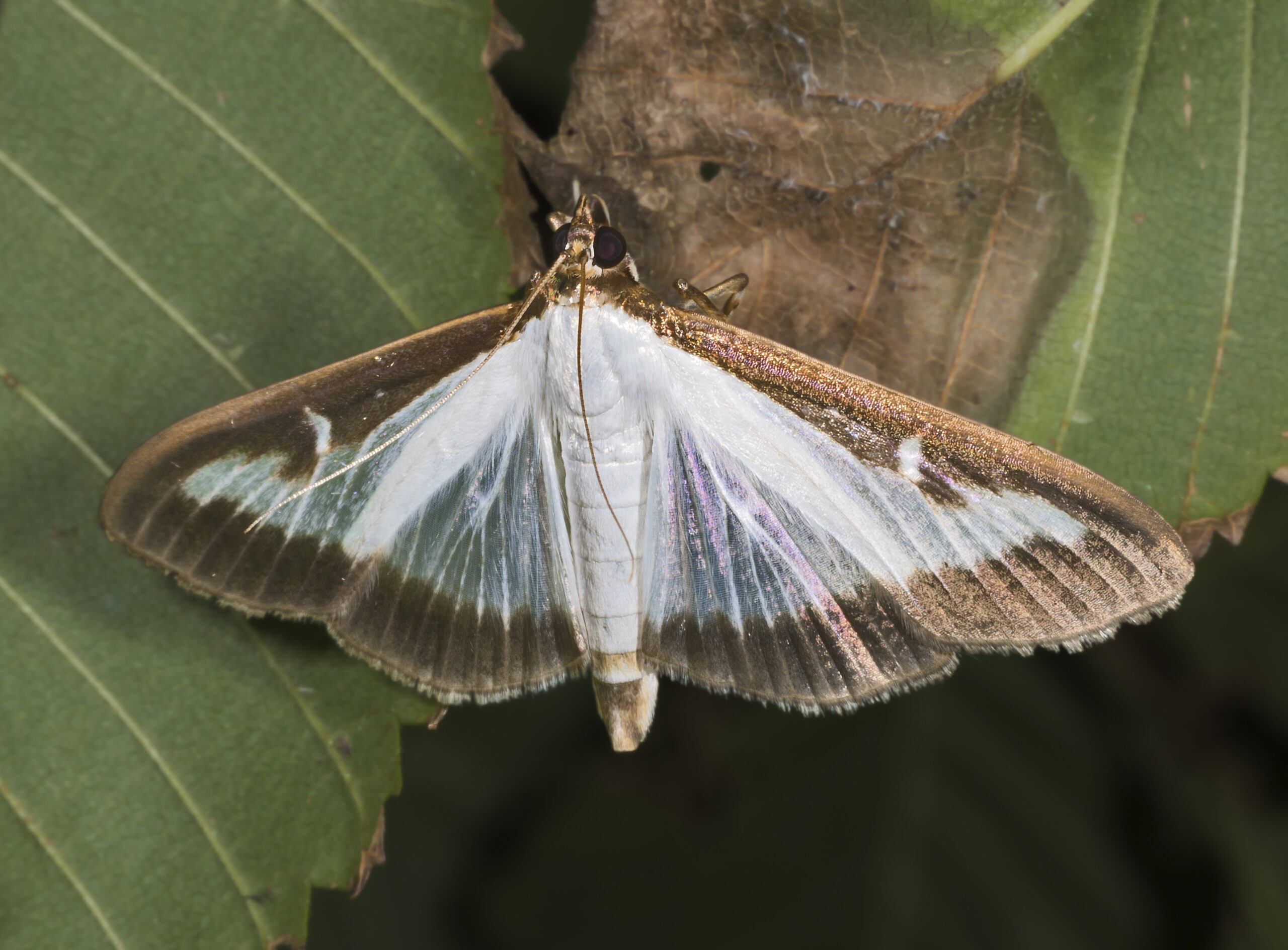 zavíječ zimostrázový (Cydalima perspectalis)