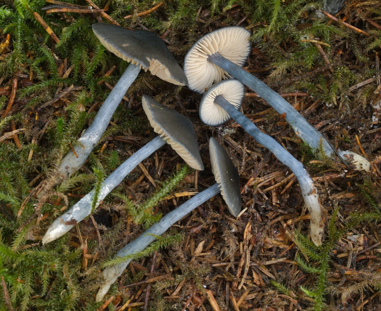 Závojenka lesklá (Entocybe nitida)
