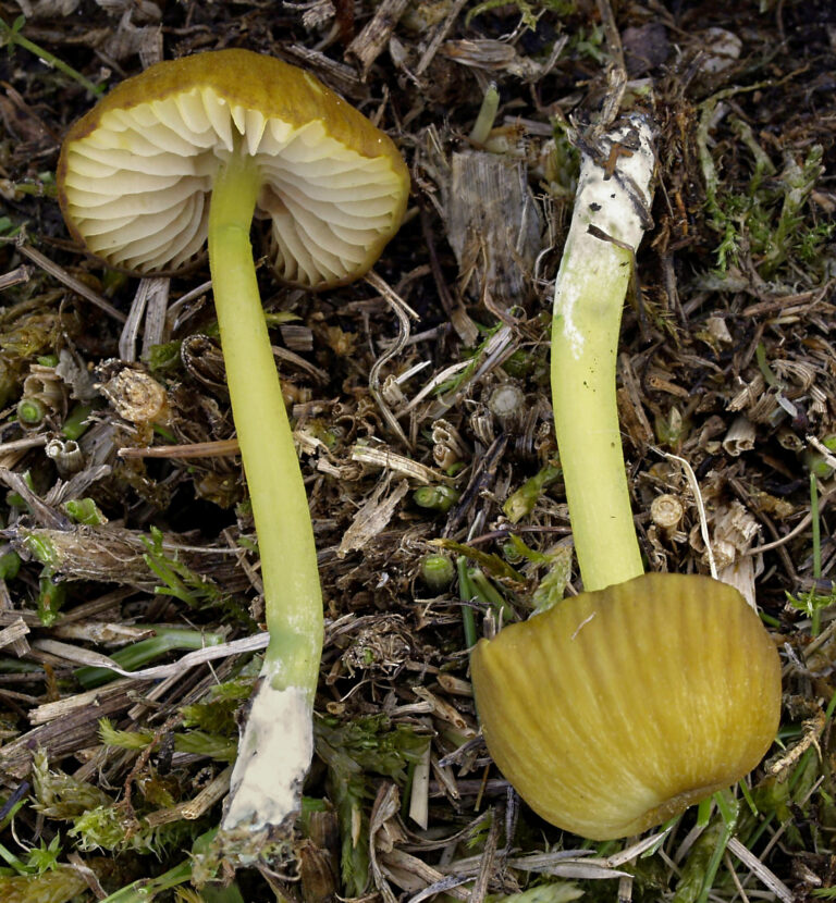 závojenka plavozelenavá (Entoloma incanum)
