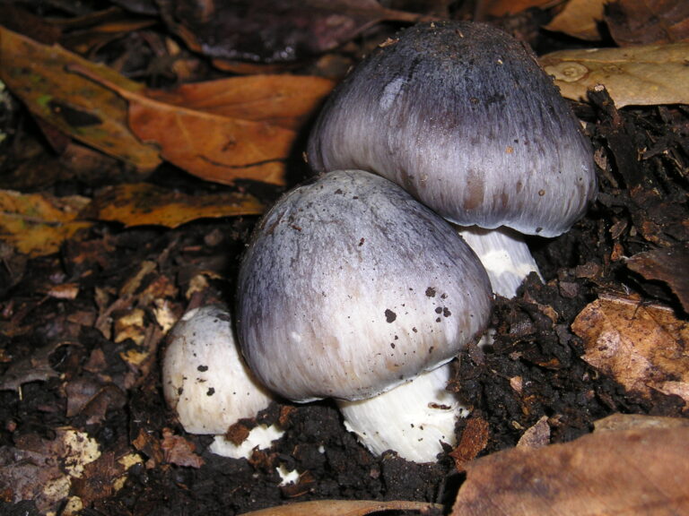 závojenka vlhká (Entoloma bloxamii)