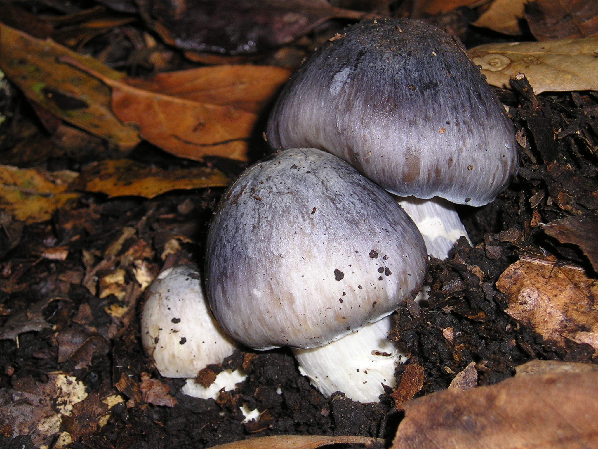 závojenka vlhká (Entoloma bloxamii)
