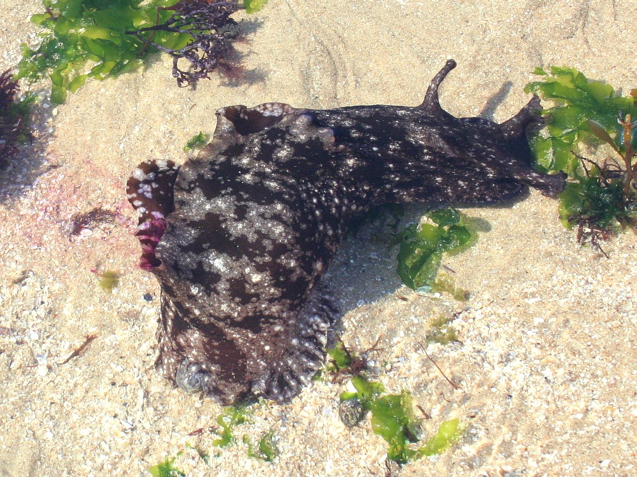 zej obrovský (Aplysia depilans)