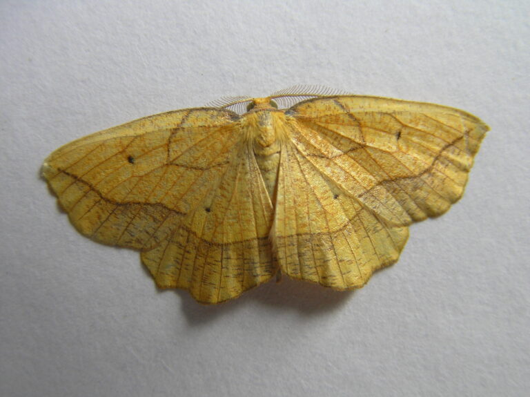 Zejkovec topolový (Epione repandaria)