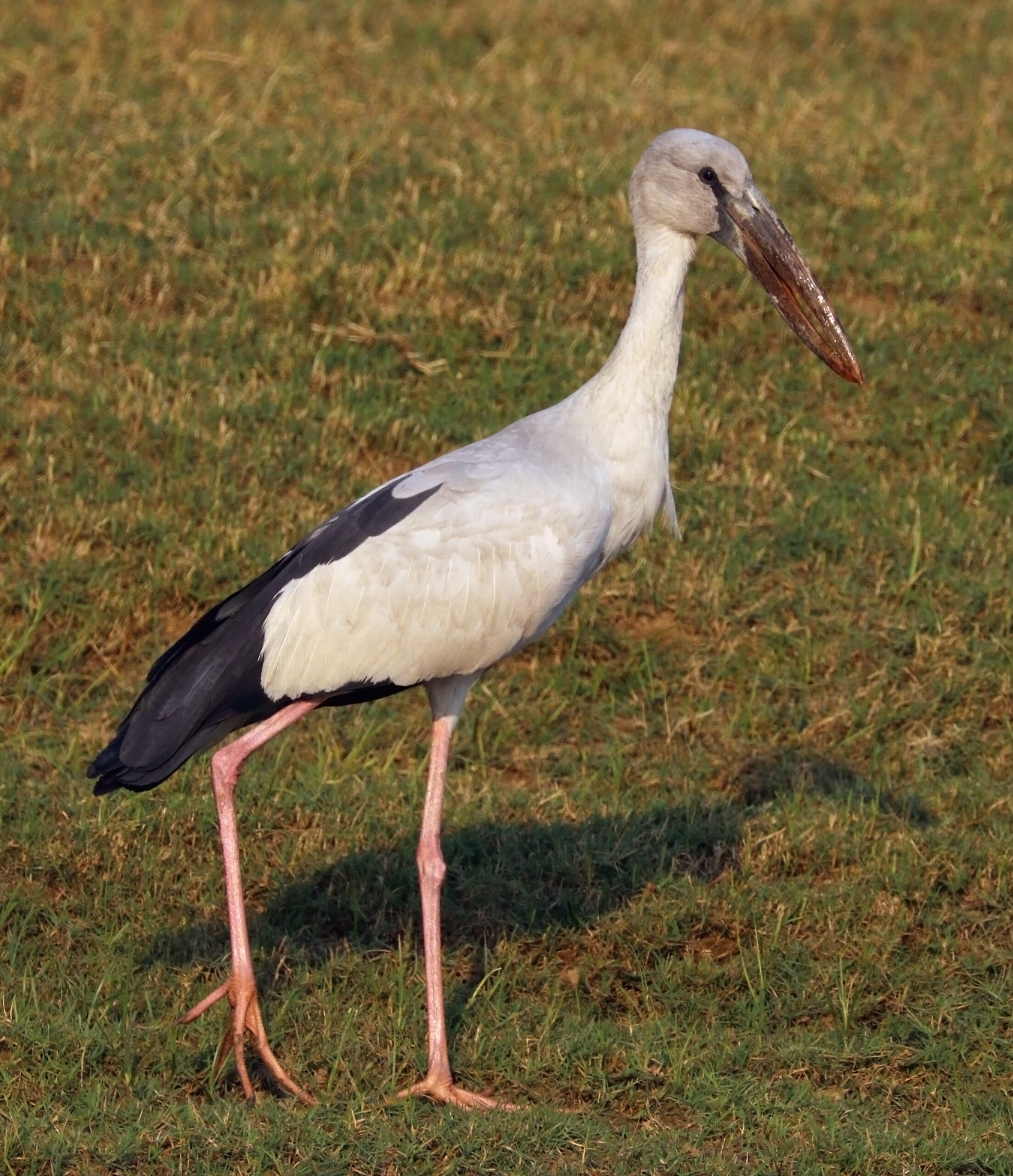 zejozob asijský (Anastomus oscitans)