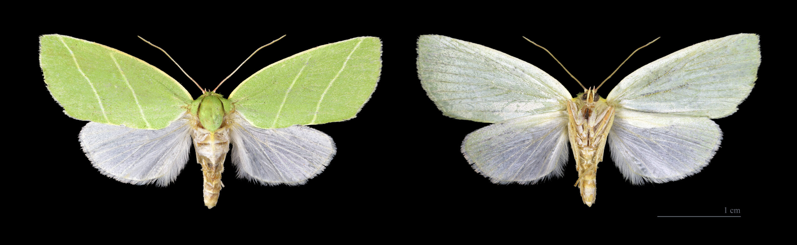 zeleněnka dubová (Bena bicolorana)