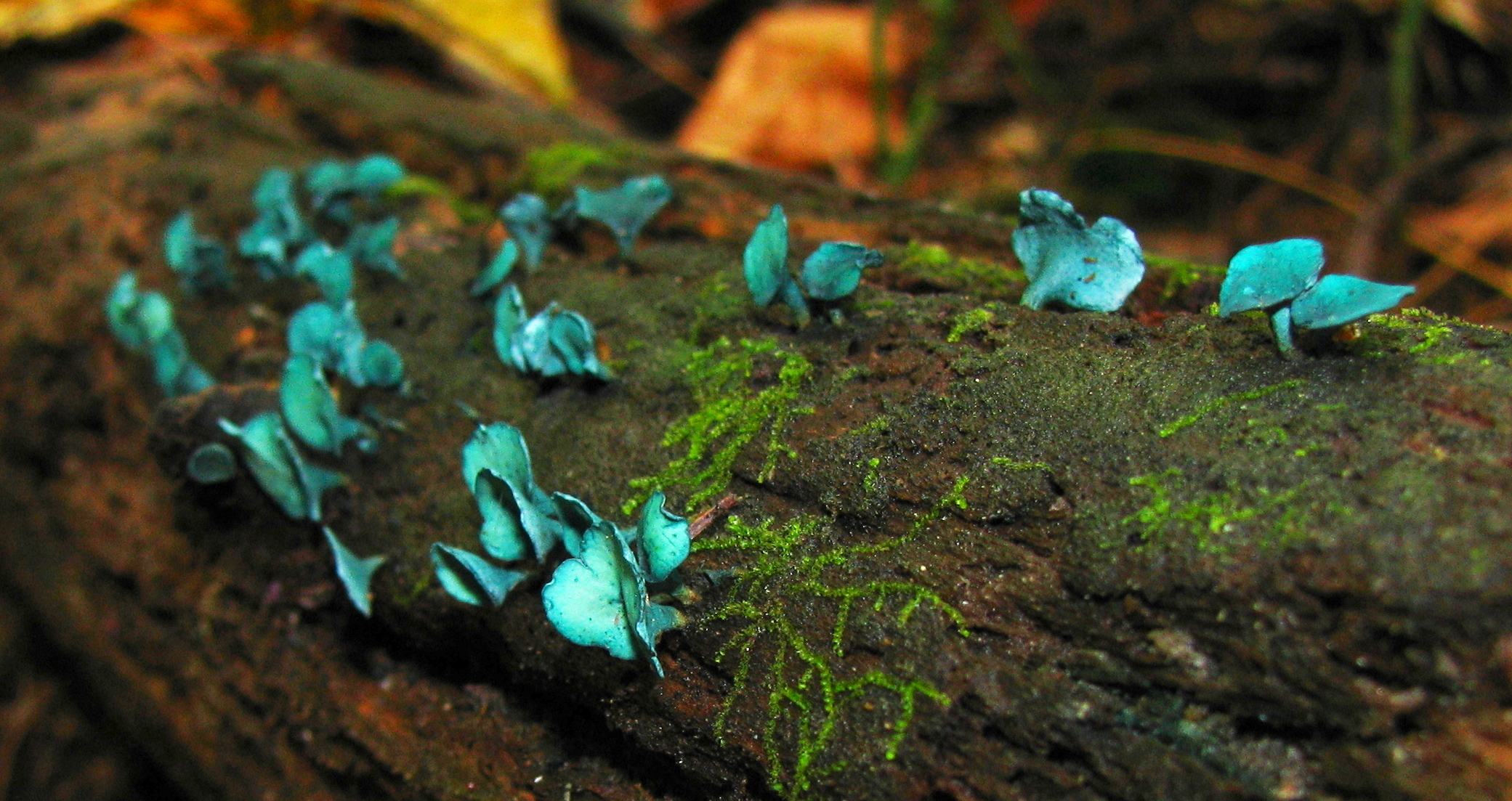 zelenitka měděnková (Chlorociboria aeruginascens)