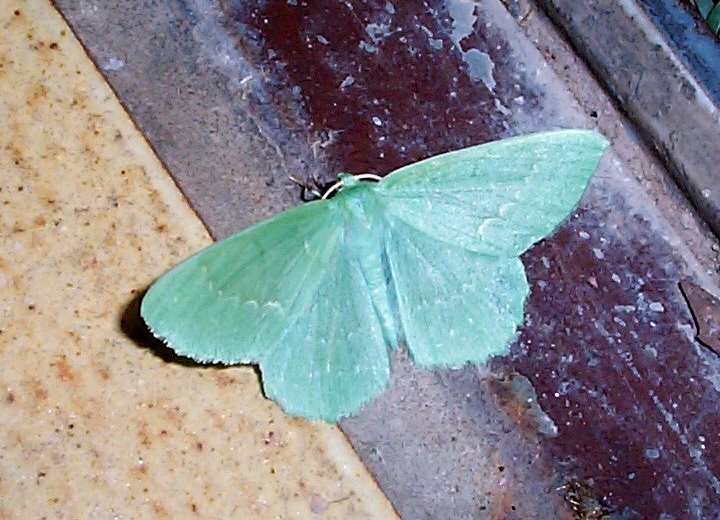 zelenopláštník březový (Geometra papilionaria)