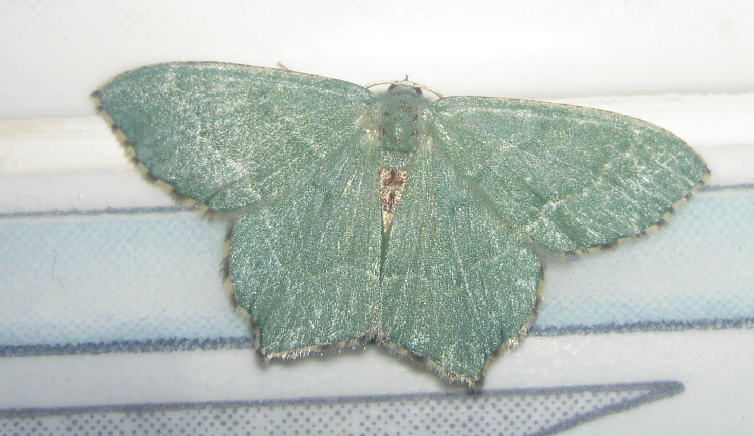 zelenopláštník trnkový (Hemithea aestivaria)