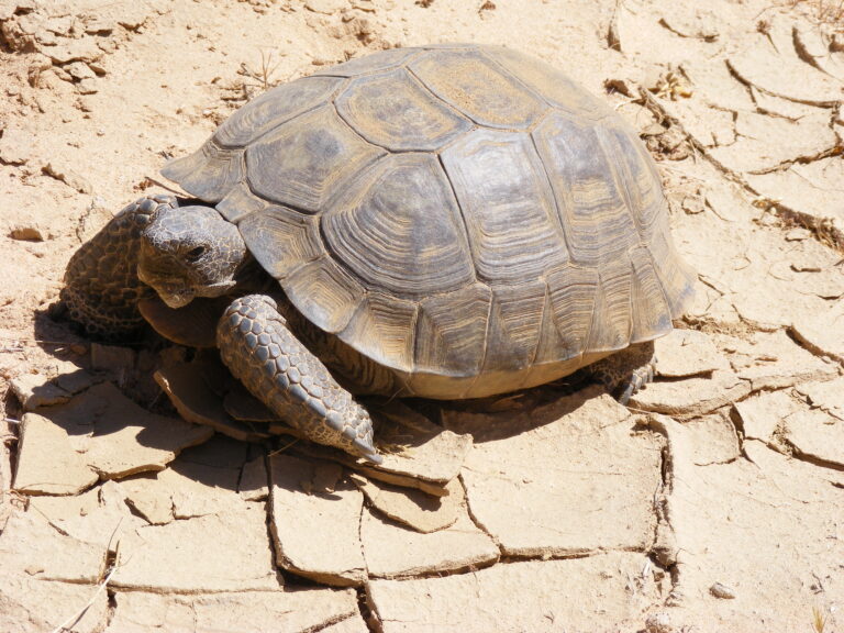 želva Agassizova (Gopherus agassizii)