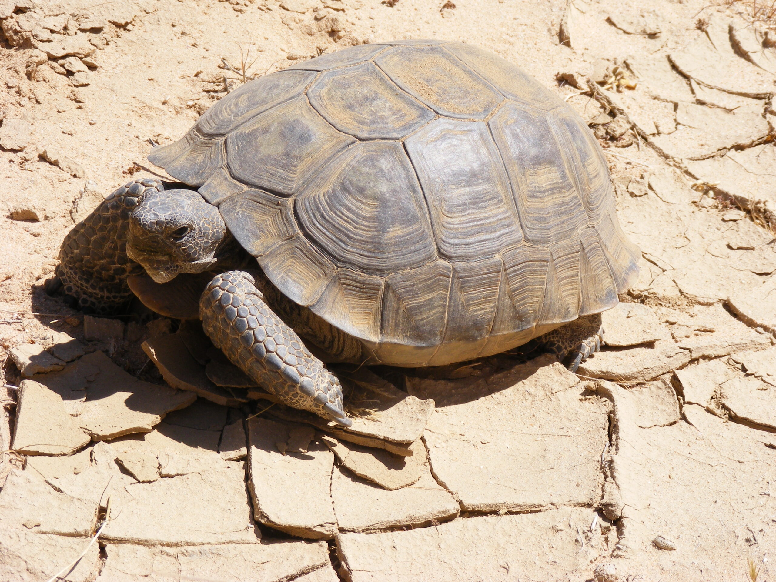 želva Agassizova (Gopherus agassizii)