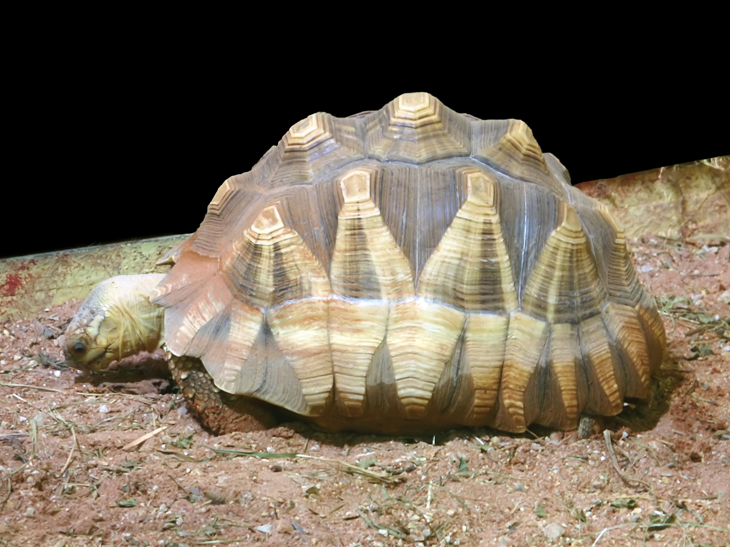 želva angonoka (Astrochelys yniphora)