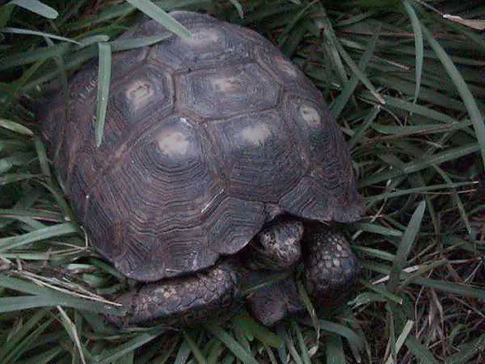 želva Berlandierova (Gopherus berlandieri)