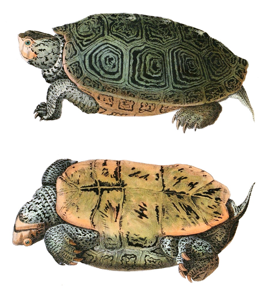 želva diamantová (Malaclemys terrapin)