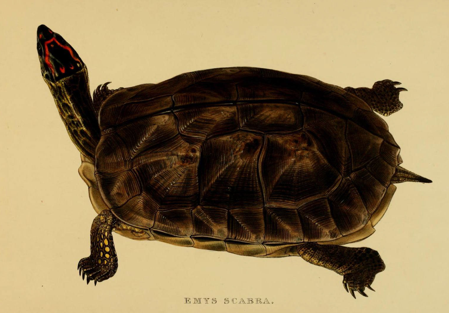 želva hrbolatá (Glyptemys insculpta)