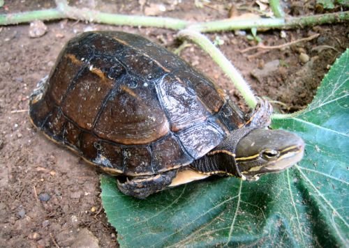 želva jünnanská (Cuora yunnanensis)