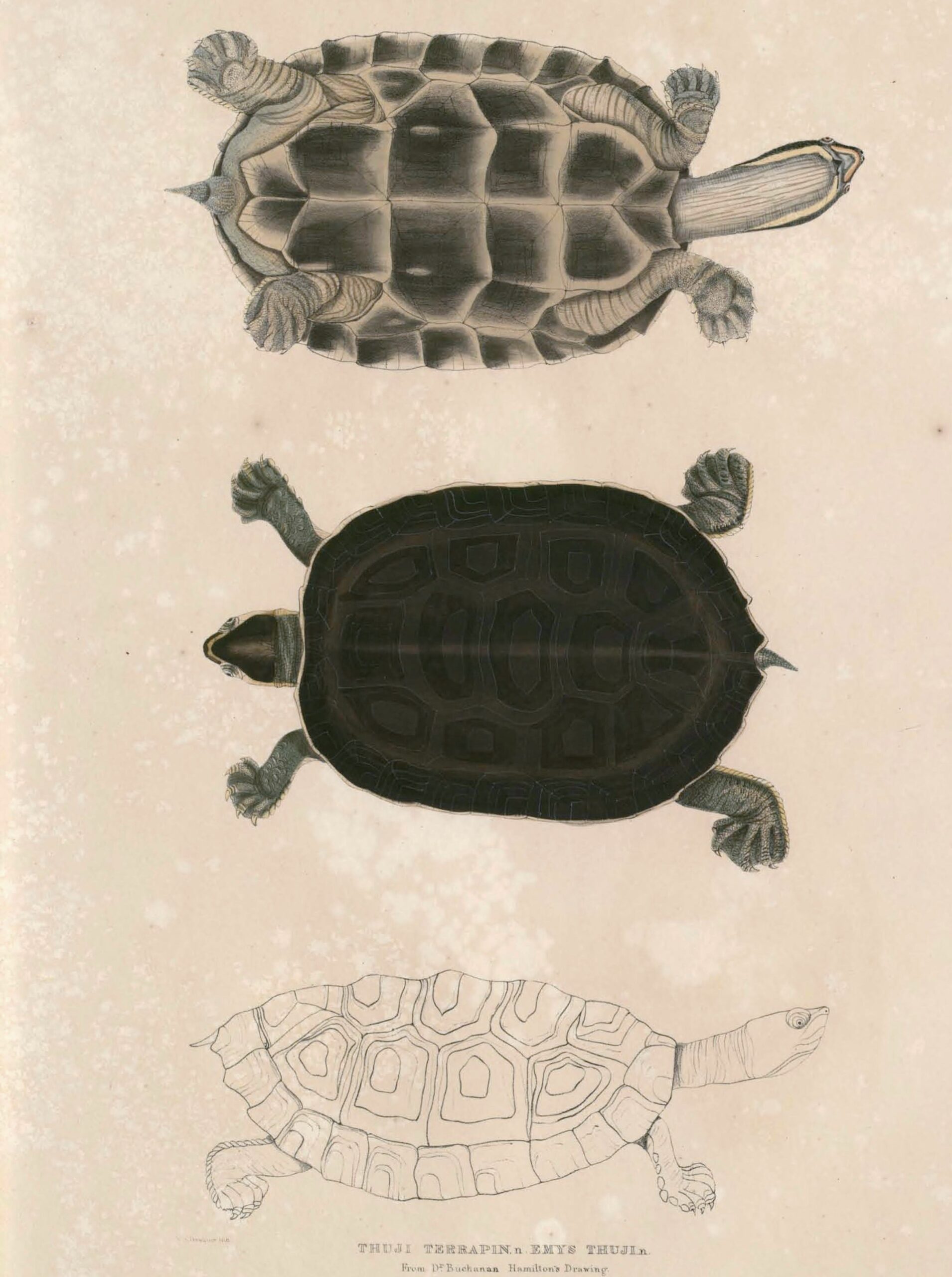želva korunková (Hardella thurjii)