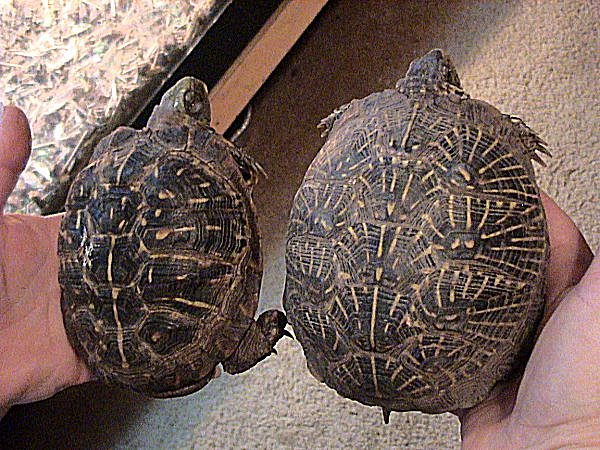 želva krabičná (Terrapene ornata)