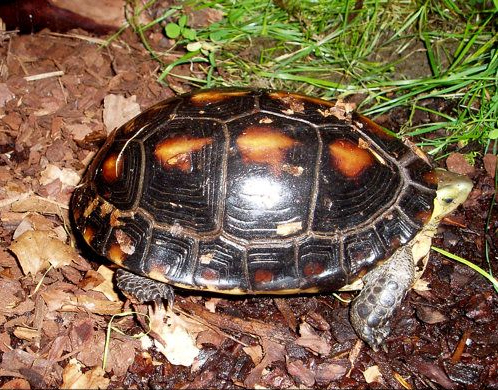 želva lemovaná (Cuora flavomarginata)