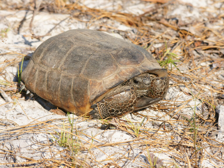 želva myší (Gopherus polyphemus)