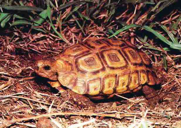 Želva natalská (Kinixys natalensis)