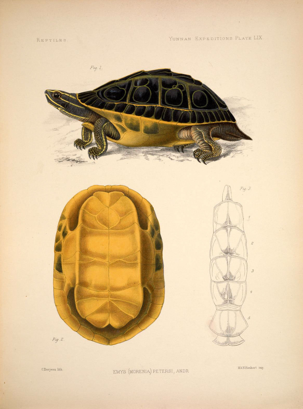 želva Petersova (Morenia petersi)