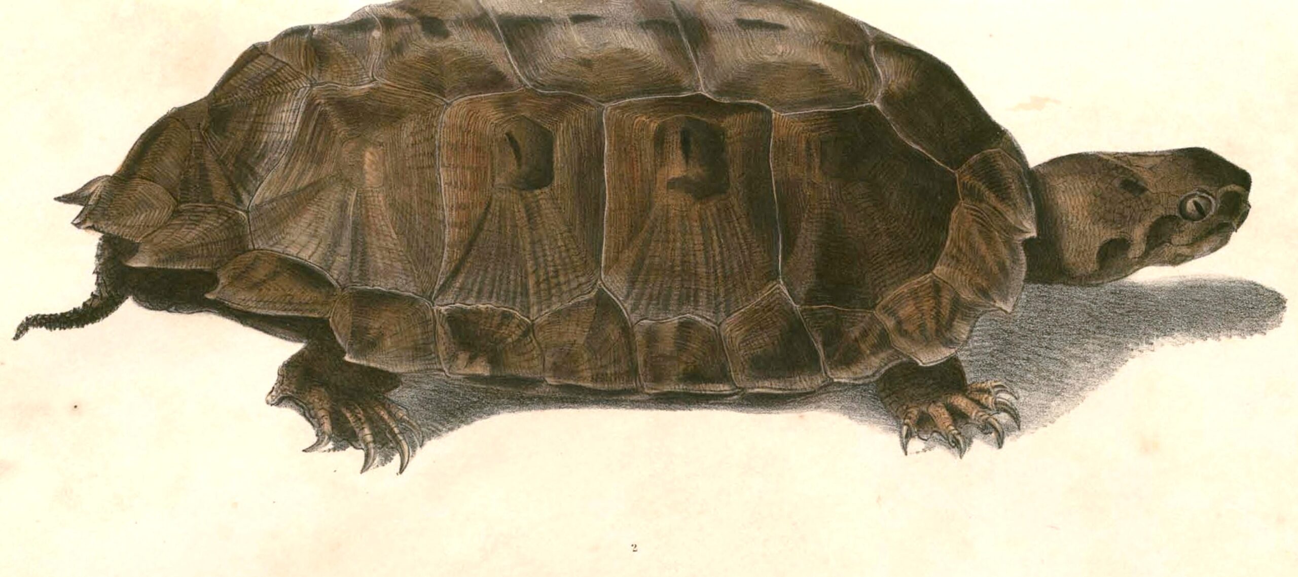 želva plochohřbetá (Notochelys platynota)