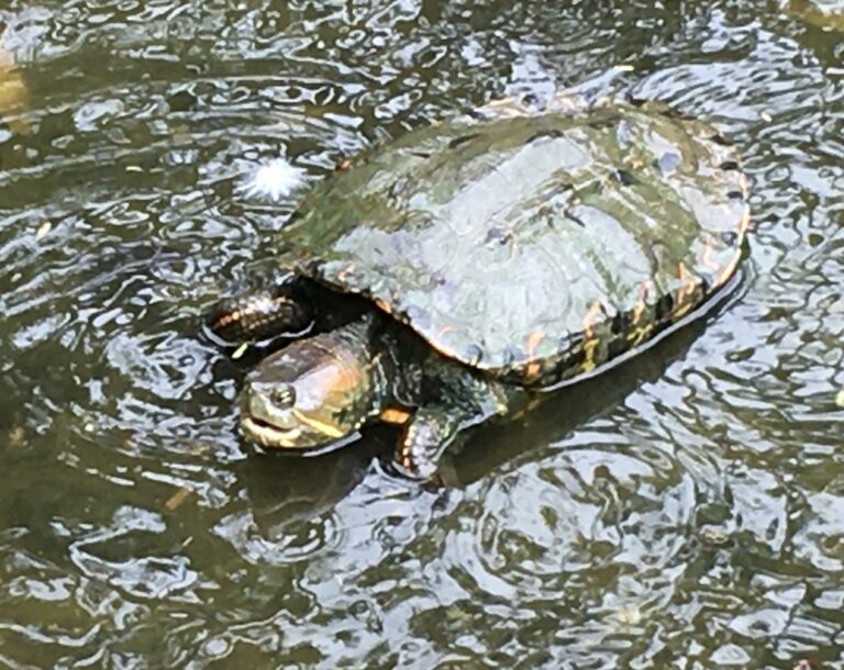 želva půvabná (Trachemys callirostris)