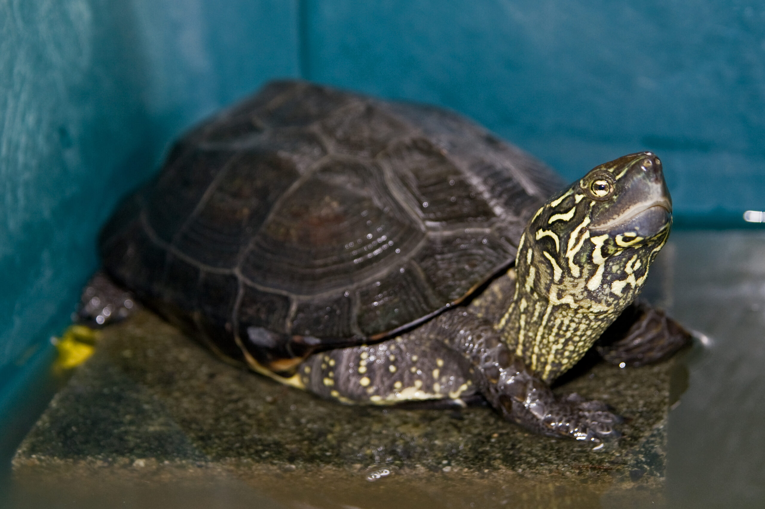 želva Reevesova (Mauremys reevesii)