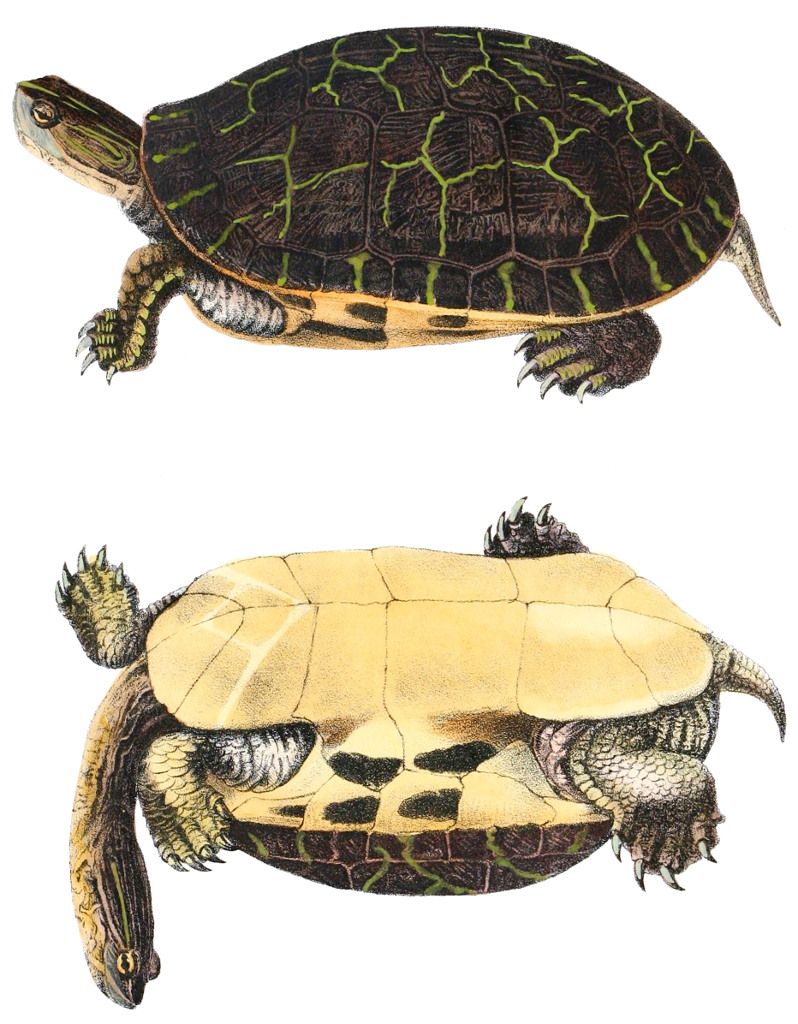 želva síťovaná (Deirochelys reticularia)
