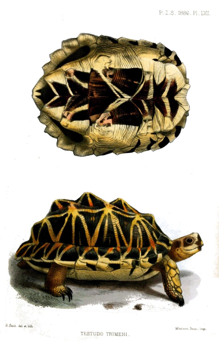 želva sluníčková (Psammobates tentorius)
